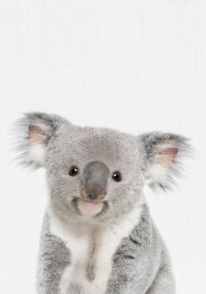 5d8a7e4800807_koala 21x30 baja.jpg